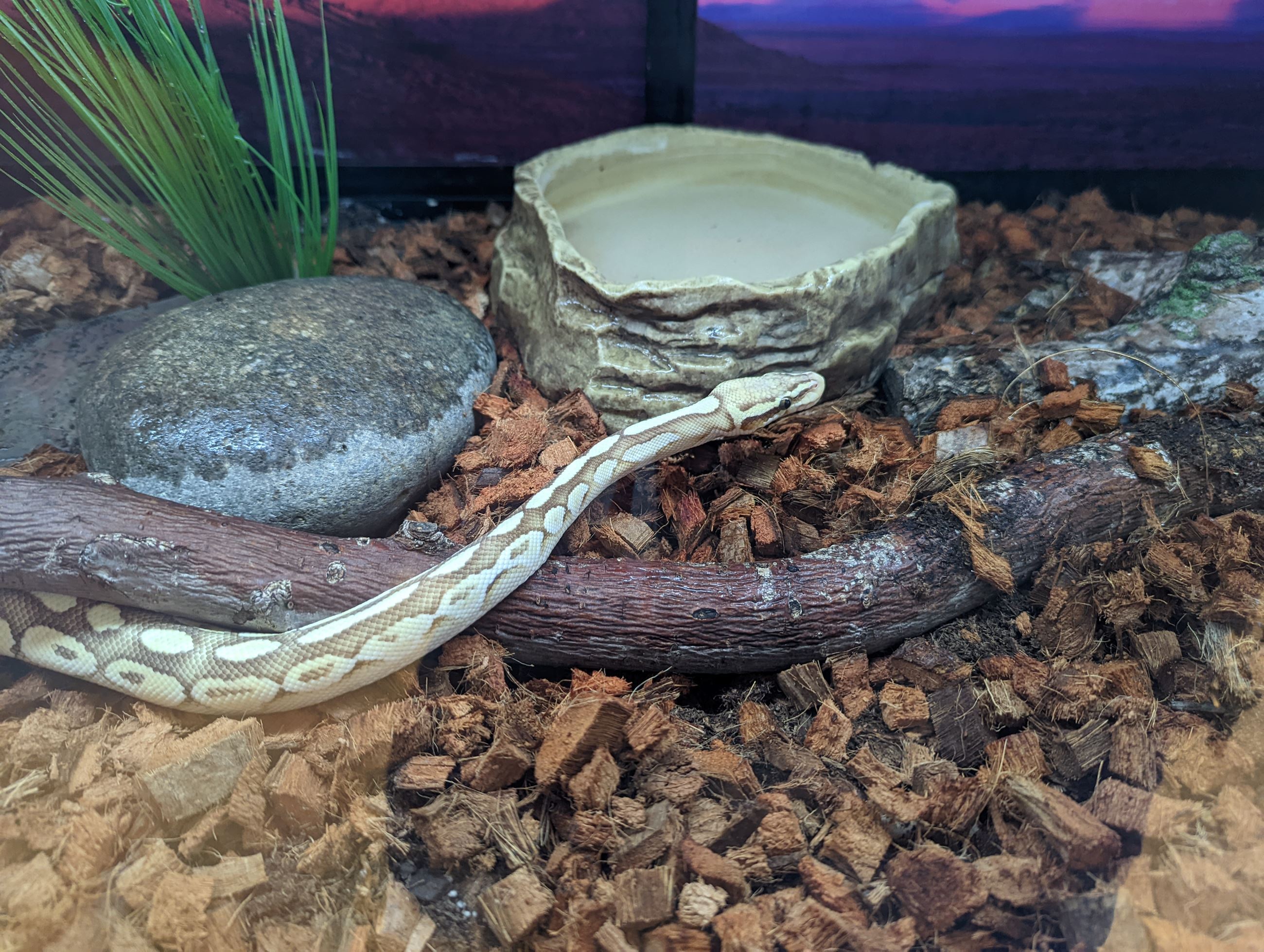 Ball Python